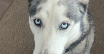 tifenn pet sitter à TANINGES 74440_1