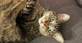 chloé cat sitter à LYON 07 69007_2