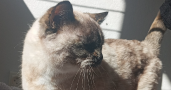 eloïse pet sitter à BEAUMONT SUR SARTHE 72170_1