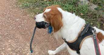 elsa pet sitter à DIJON 21000_4