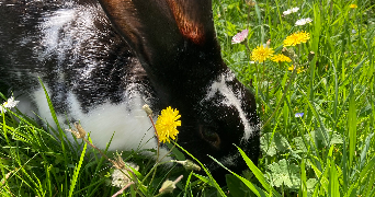 garance pet sitter à LIMOGES 87000_7