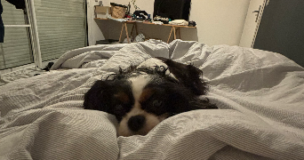 emma pet sitter à GOMER 64420_4