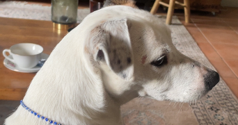maylis pet sitter à Montauban 82000_3