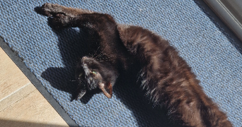 lydie pet sitter à AUDRUICQ 62370_8