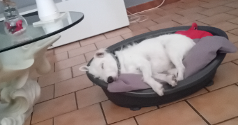 anna pet sitter à POITIERS 86000_0