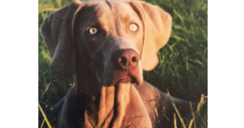 sylvie pet sitter à CEINTREY 54134_3