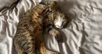 candice pet sitter à STE PAZANNE 44680_2