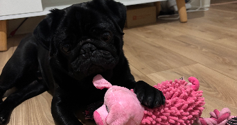 marina pet sitter à QUIMPER 29000_3