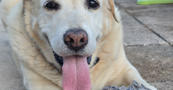 murielle pet sitter à BEAUCAIRE 30300_9