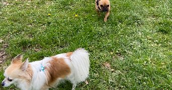 apolline pet sitter à SOUPPES SUR LOING 77460_5