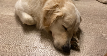 romane pet sitter à MONTPELLIER 34000_6