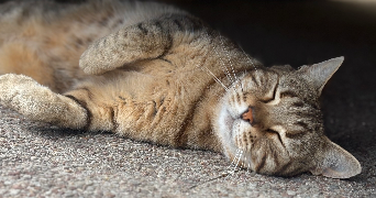 marine pet sitter à ST LOUIS DE MONTFERRAND 33440_3
