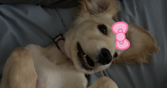 bahia pet sitter à ARGENTEUIL 95100_3