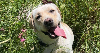 nabiya pet sitter à GRAND AIGUEBLANCHE 73260_6