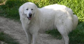 luuna pet sitter à ST ANDRE DE CHALENCON 43130_2