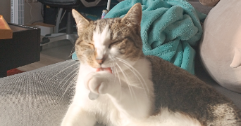 sophie pet sitter à LILLE 59160_5