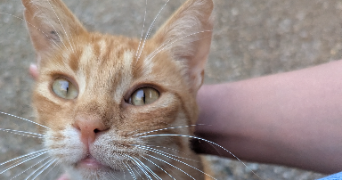 assia pet sitter à BREST 29200_1