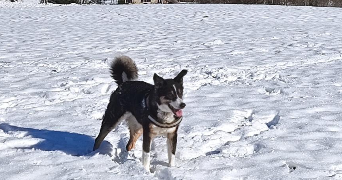 gabrielle pet sitter à VILLAZ 74370_3