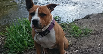 mathilde  pet sitter à Bienvillers au bois 62111_6