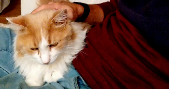 kévin pet sitter à BIARRITZ 64200_0