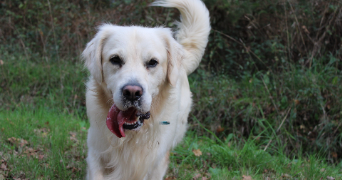 orlane pet sitter à VALLET 44330_2