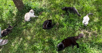 marion pet sitter à CHATILLON 92320_10