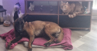 thanina pet sitter à ST NOM LA BRETECHE 78860_8