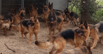 théo pet sitter à CASTETS 40260_0