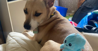 etoile pet sitter à RENNES 35200_3