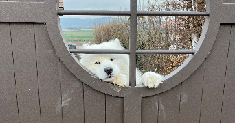 marie-lou pet sitter à Gruny  80700_5