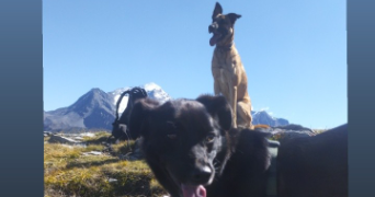lucas pet sitter à CHALEZEULE 25220_2