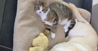 anthony pet sitter à GROSBREUIL 85440_7
