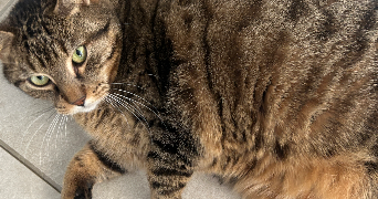 eléa pet sitter à ST GEORGES DU BOIS 72700_6