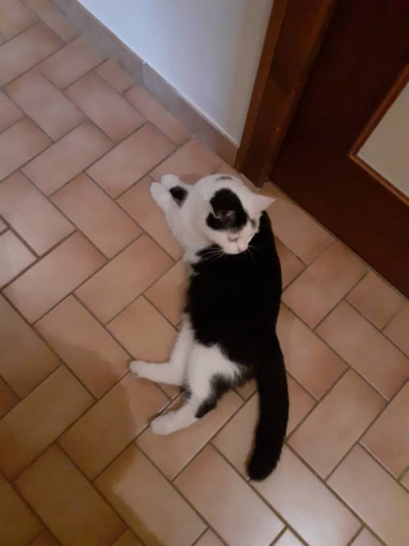 cindy pet sitter à La tour-du-pin  38110_5