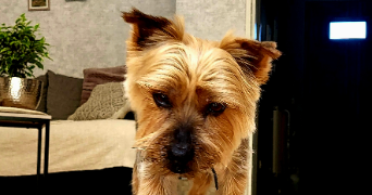 anaïs pet sitter à LE MESNIL ESNARD 76240_6