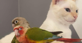 tristan pet sitter à COMINES 59560_8