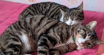 julie pet sitter à LE PLESSIS BRION 60150_4