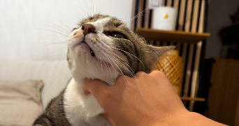 anaïs pet sitter à TOULOUSE 31300_7