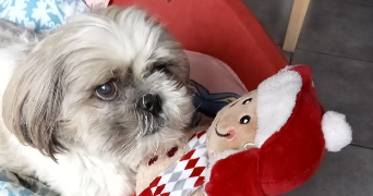 aurélien pet sitter à COURBEVOIE 92400_0