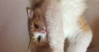 lola pet sitter à ANGOULEME 16000_1