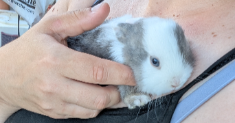 mimie pet sitter à ESSARTS EN BOCAGE 85140_0