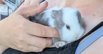 mimie pet sitter à ESSARTS EN BOCAGE 85140