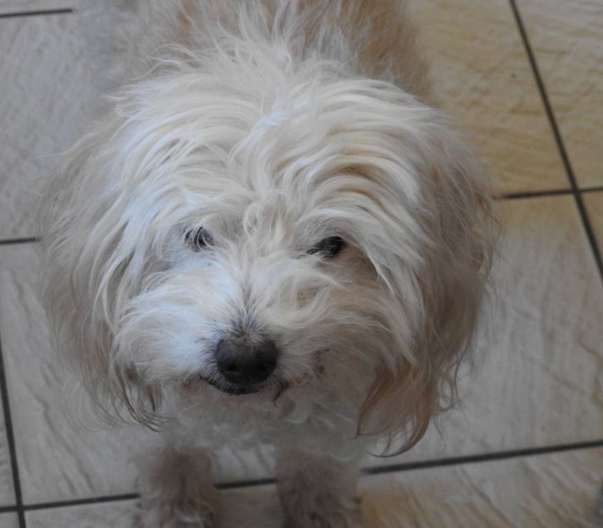 claire pet sitter à Vernon 27200_4