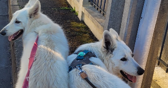 mélinda pet sitter à POITIERS 86000_3