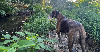 manon pet sitter à NANCY 54000_1