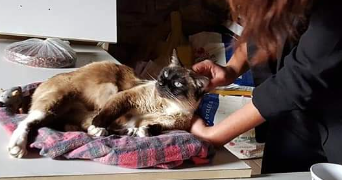 laura pet sitter à Saint nicolas du pelem 22480_1