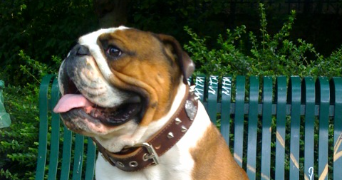 sabrina dog sitter à SARTROUVILLE 78500_1