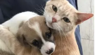 elisabeth pet sitter à LE BARCARES 66420