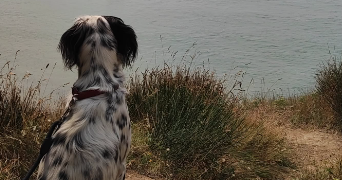 tiphaine pet sitter à HERBIGNAC 44410_1