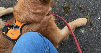 sandy pet sitter à ROSNY SOUS BOIS 93110_1